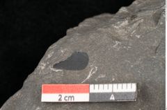 Foto (Detailansicht) von Taeniopteris vittata Brongniart (NHMW-GEO-2024-0188-10488)